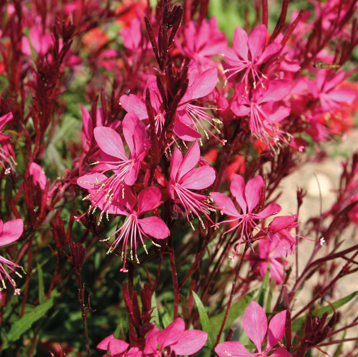 Gaura Gambit Collection  (6 x 6cm) Dispatches 16 March 2026