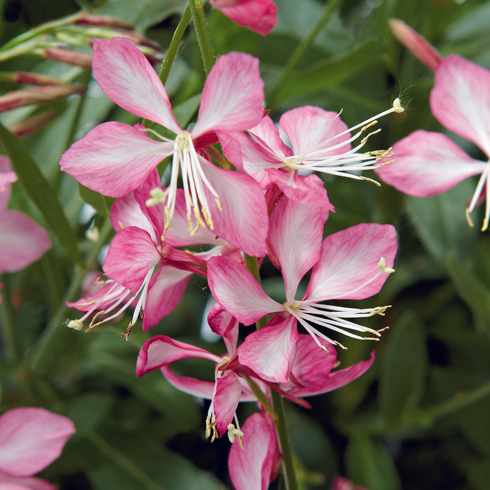 Gaura Gambit Collection  (6 x 6cm) Dispatches 16 March 2026