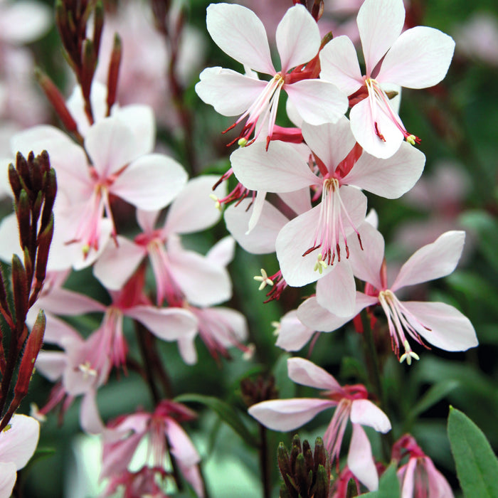 Gaura Gambit Collection  (6 x 6cm) Dispatches 16 March 2026