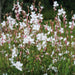 Gaura The Bride (3 x 9cm) - Plants2Gardens
