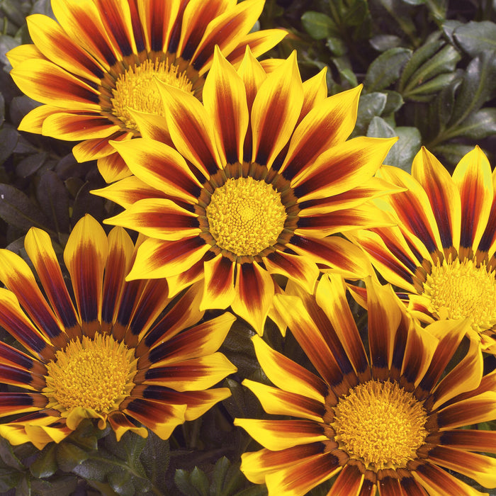 Gazania Kiss Collection (6 x 6cm) Dispatches 4 May 2026