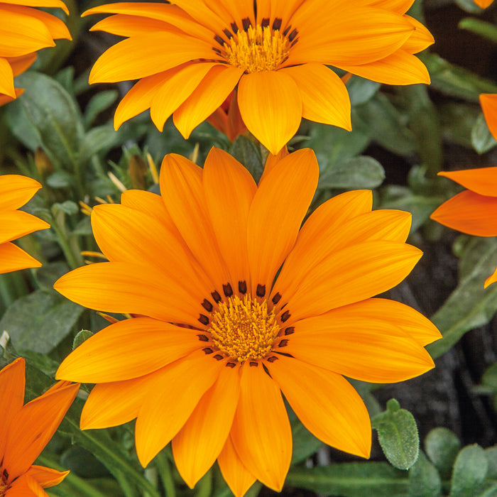 Gazania Kiss Collection (6 x 6cm) Dispatches 4 May 2026