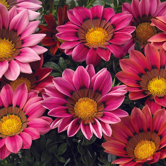 Gazania Kiss Collection (6 x 6cm) Dispatches 4 May 2026
