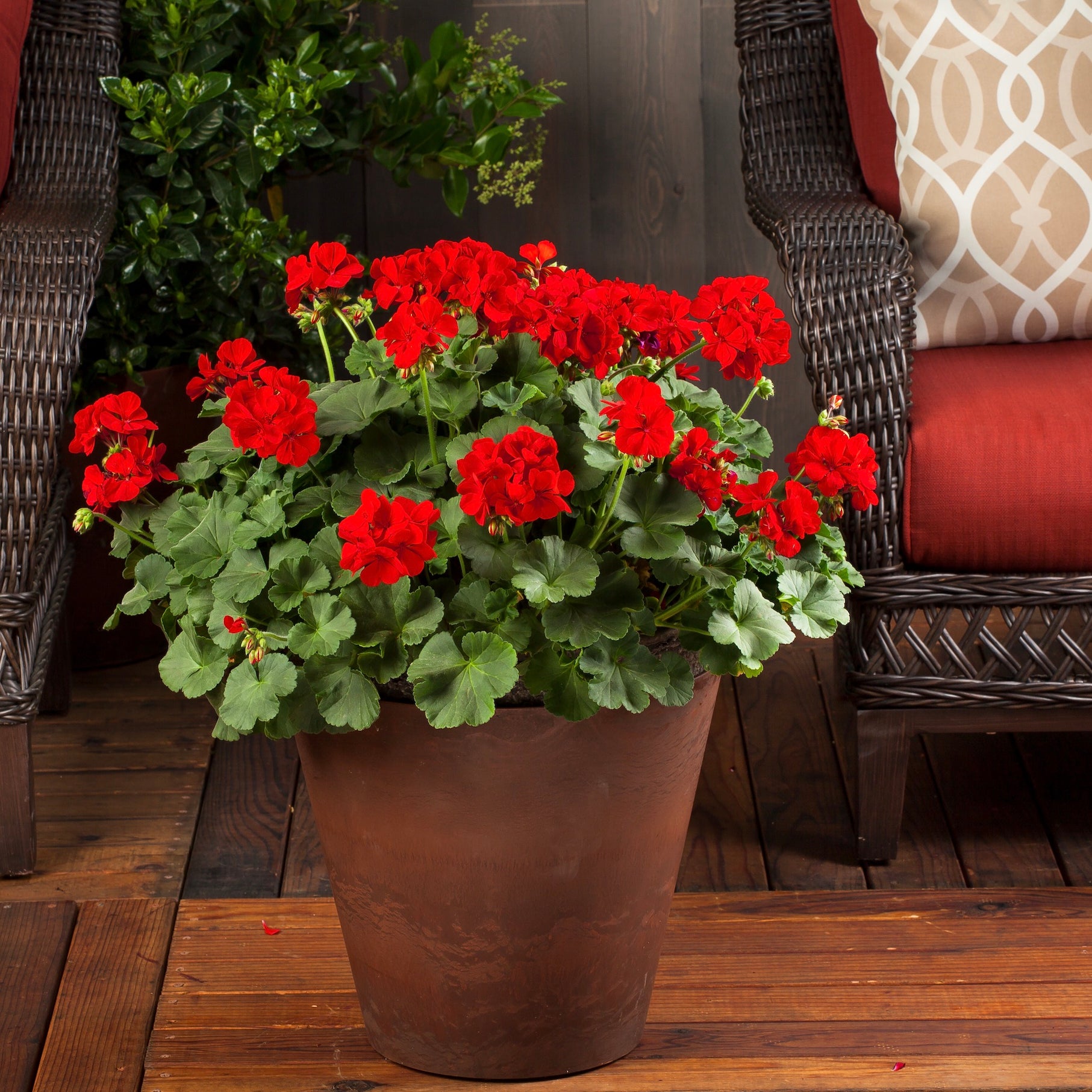 Geranium Calliope Collection (6 x 6cm) £21.00 by Plants2Gardens