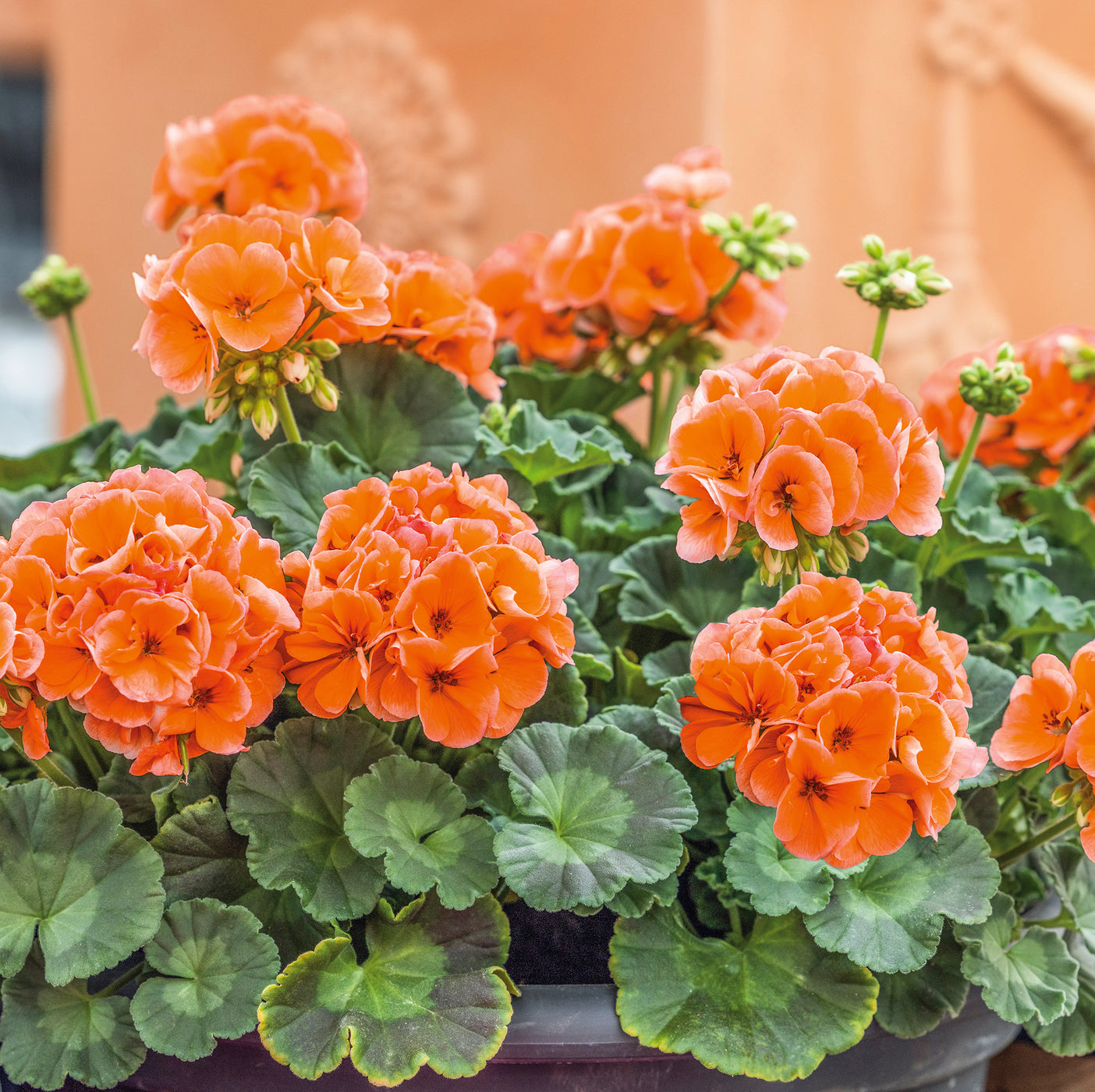 Geranium Collections Geranium Dolce Vita Collection (5 x 9cm) — Plants2Gardens