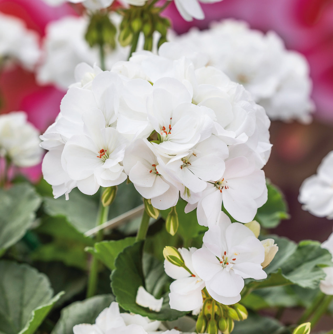 Geranium Collections Geranium Dolce Vita Collection (5 x 9cm) — Plants2Gardens