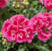 Container and Basket Collection (10 x 9cm) - Plants2Gardens