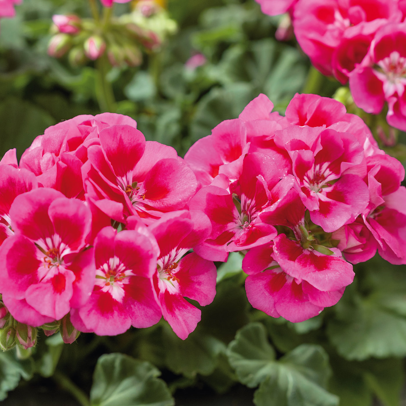 Geranium Dolce Vita Collection (5 x 9cm) — Plants2Gardens