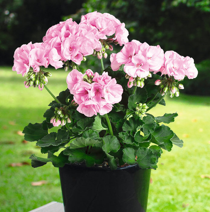 Geranium Dolce Vita Collection (5 x 9cm) Dispatches 25 May 2026