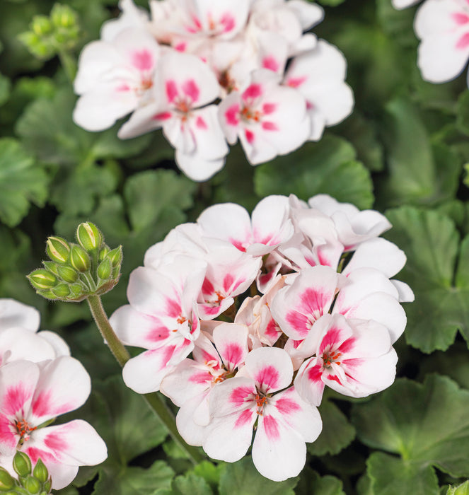 Geranium Dolce Vita Collection (5 x 9cm) Dispatches 25 May 2026