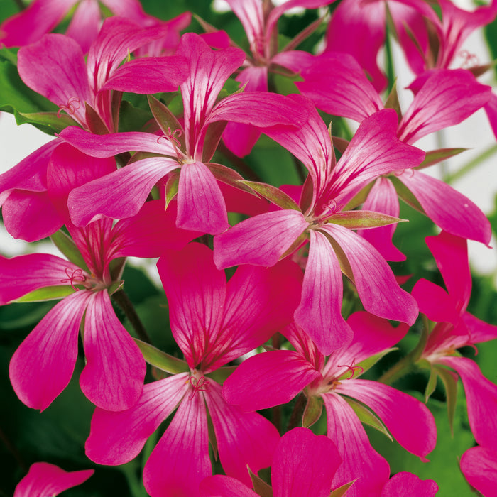 Geranium Ivy Leaf Collection (6 x 6cm) Dispatches 20 April 2026