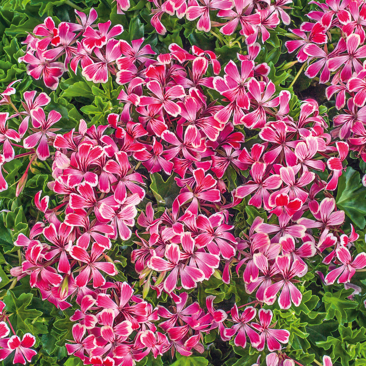 Geranium Ivy Leaf Collection 6 X 6cm Dispatches 20 April 2026 Geranium Ivy Leaf Collection 6 X 6cm Dispatches 20 April 2026