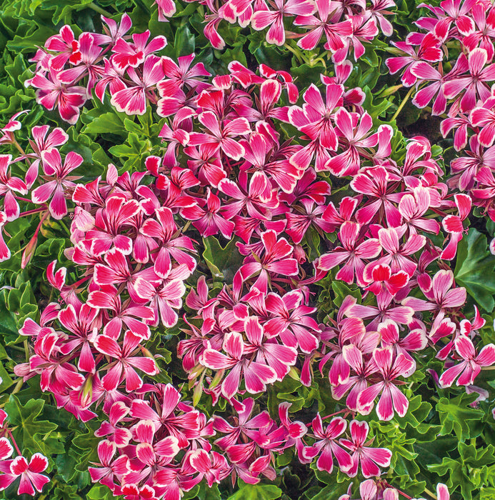 Geranium Ivy Leaf Collection (6 x 6cm) Dispatches 20 April 2026