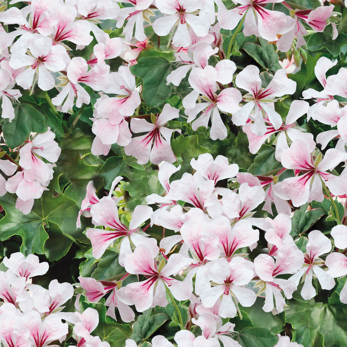 Geranium Ivy Leaf Collection (6 x 6cm) Dispatches 20 April 2026