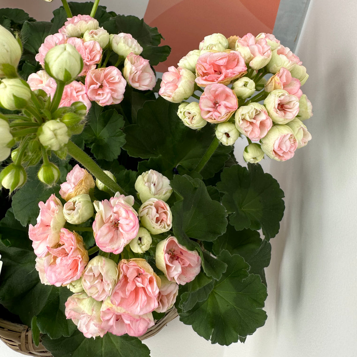 rhododendron astrid Geranium Rosebud Astrid (5 x 9cm) — Plants2Gardens