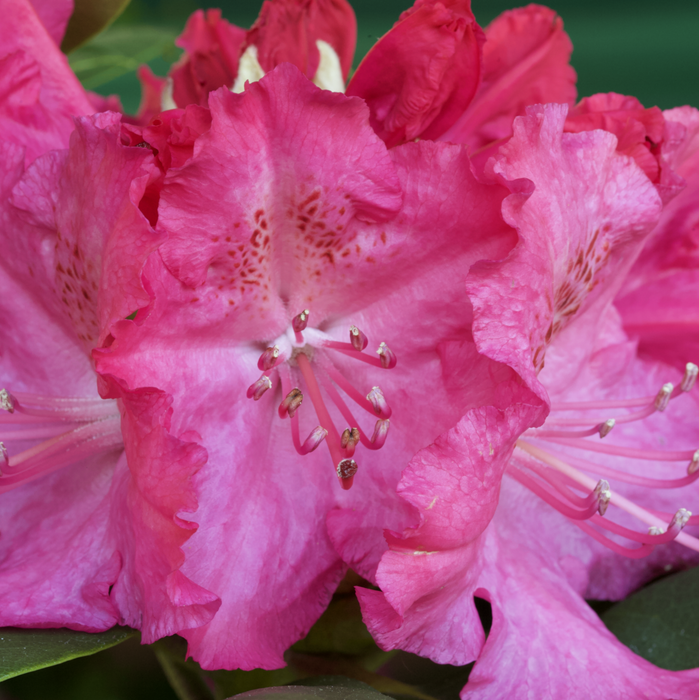 Rhododendron Germania 7.5ltr