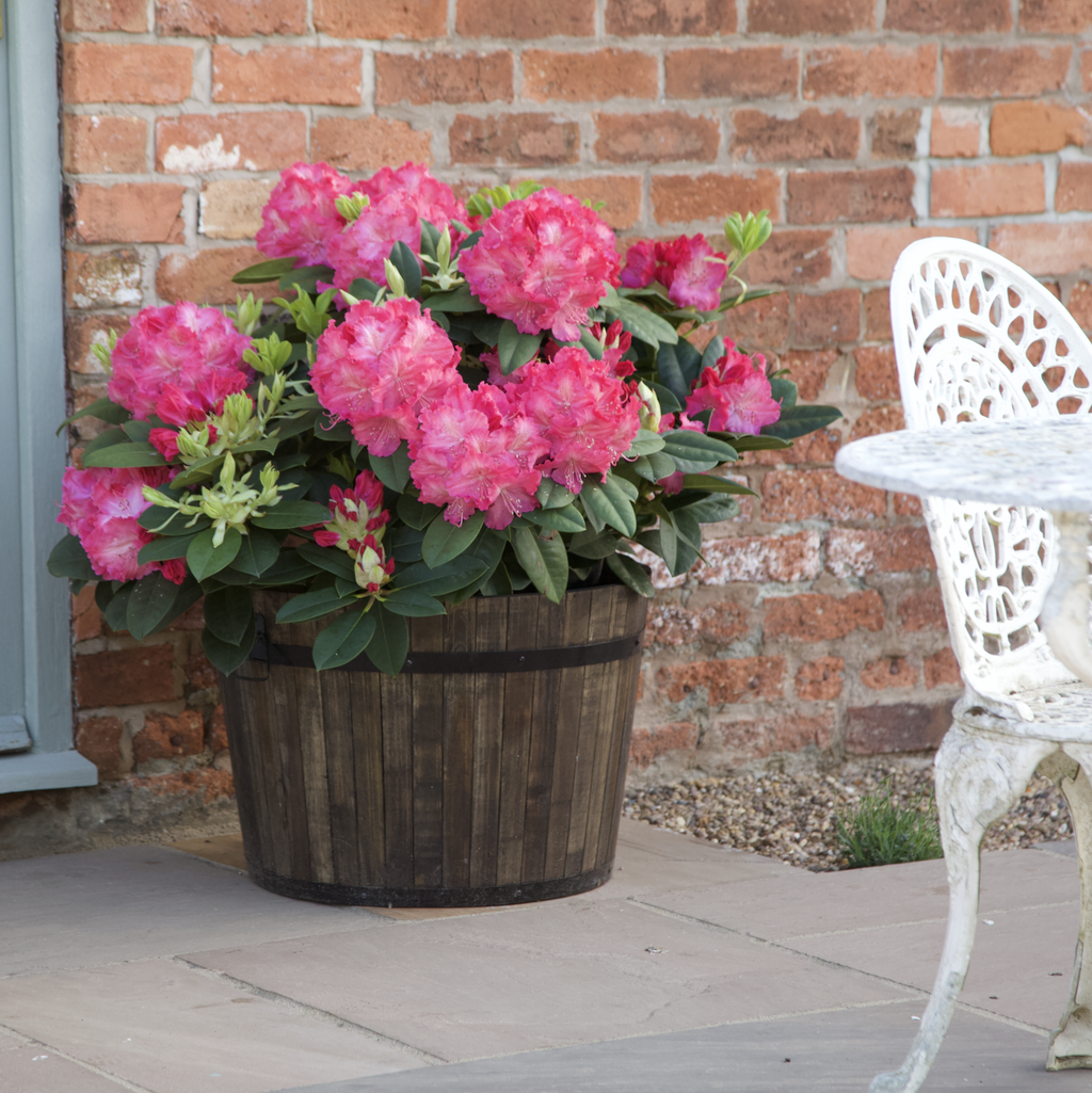 Buy Garden Plants Online Order Today! Plants2Gardens