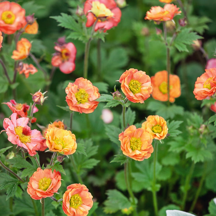 Gorgeous Geums Collection (3 x 9cm) Dispatches from 24th March 2025