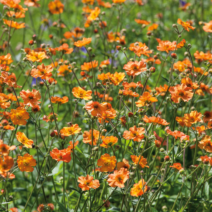 Gorgeous Geums Collection (3 x 9cm) Dispatches from 24th March 2025