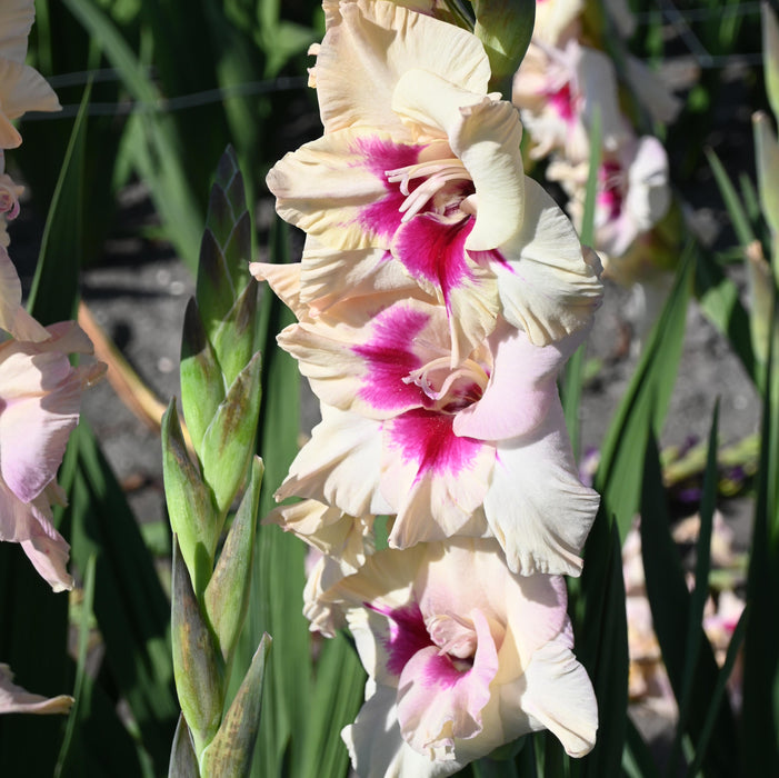 Striking Gladioli Collection (30 x 12/14 Corms) Dispatches 9 March 2026