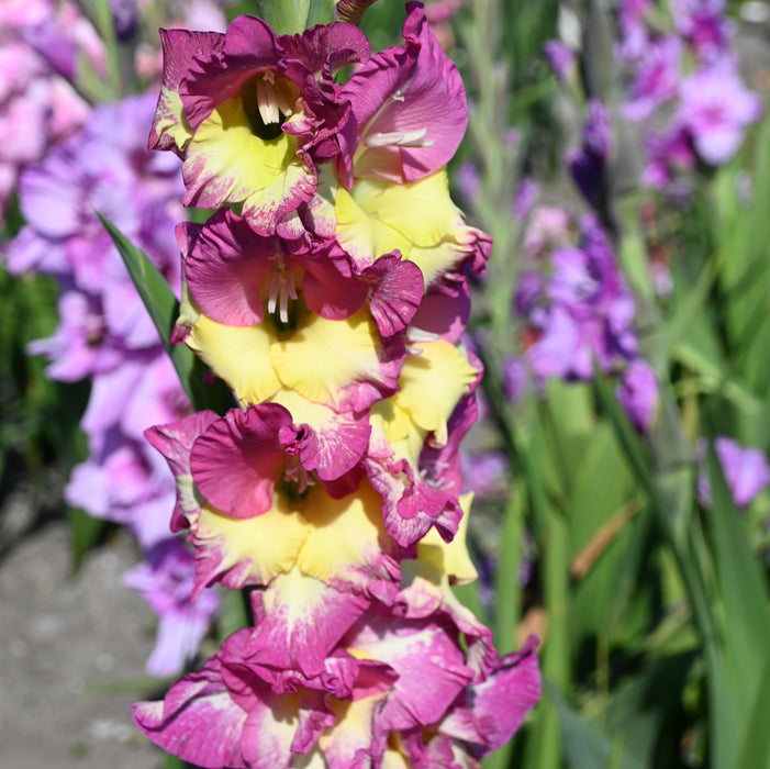 Striking Gladioli Collection (30 x 12/14 Corms) Dispatches 9 March 2026