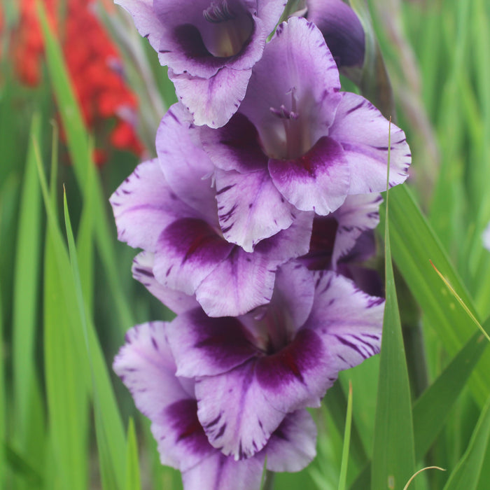 Striking Gladioli Collection (30 x 12/14 Corms) Dispatches 9 March 2026