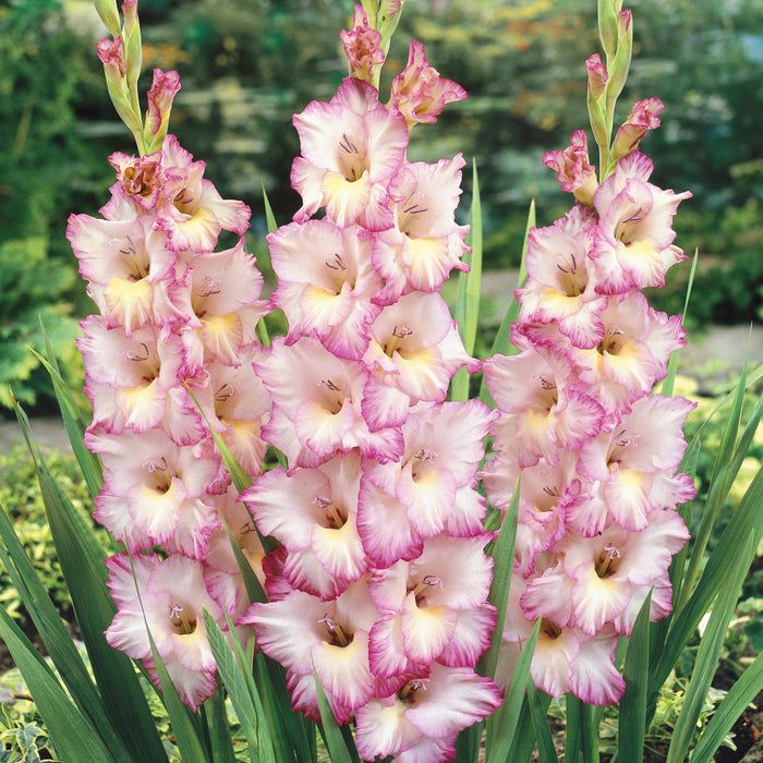 Gladioli Priscilla  (50 x 12/14 Corms) Dispatches 9 March 2026