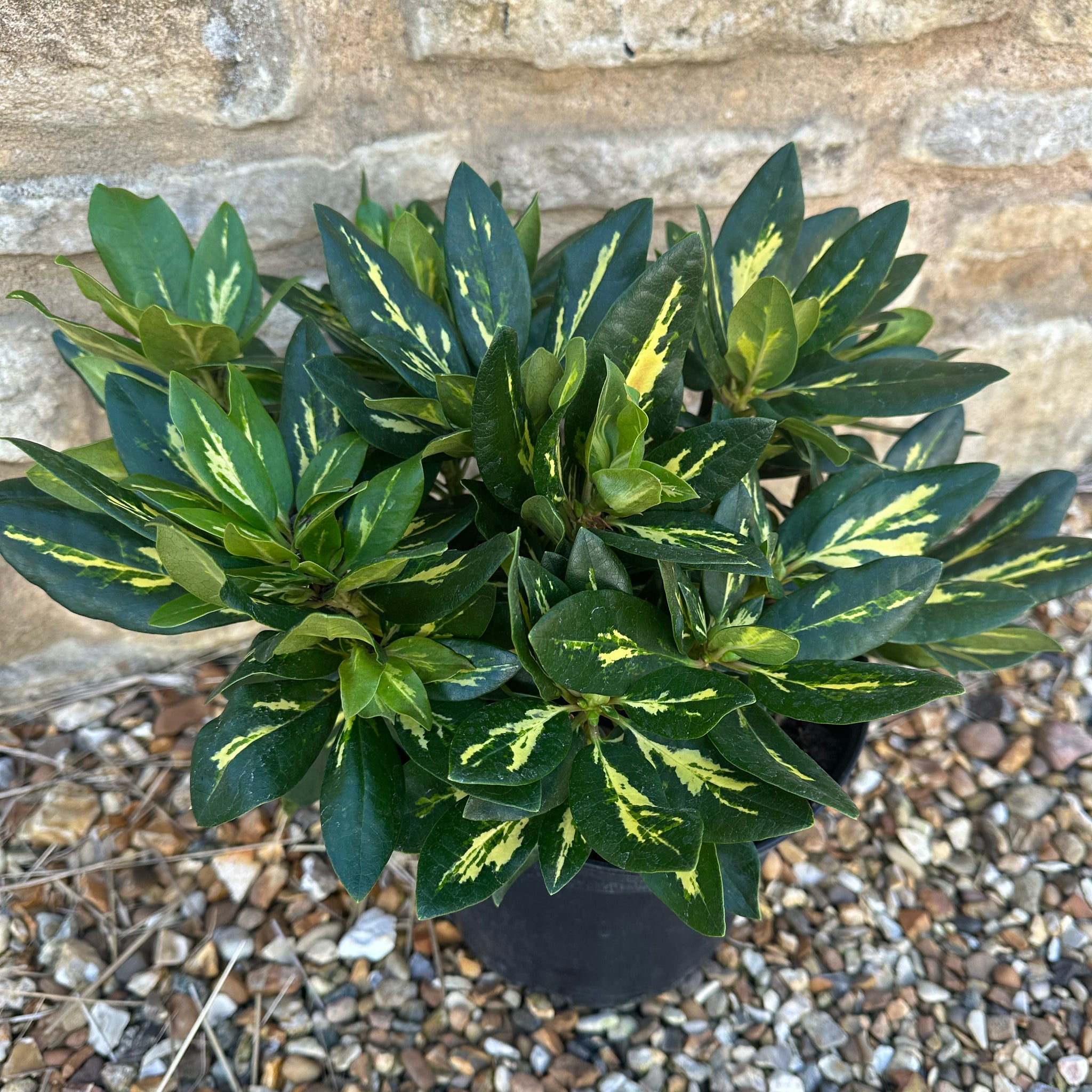 Buy Garden Plants Online Order Today! Plants2Gardens