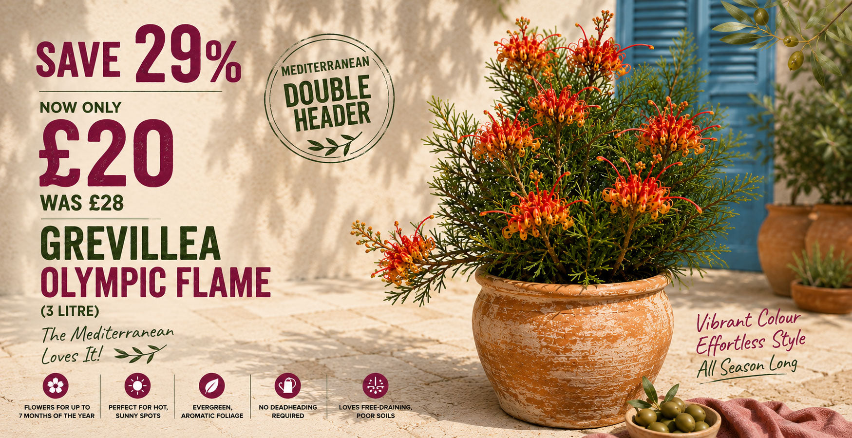 Grevillea Olympic Flame 3 litre offer - save 29%, now £20 was £28