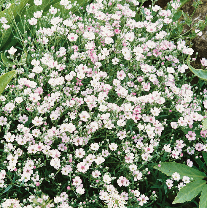 Gypsophila Collection  (6 x 6cm) Dispatches 13 April 2026