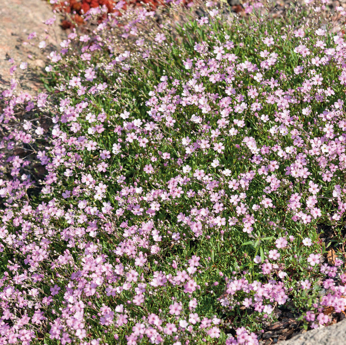 Gypsophila Collection  (6 x 6cm) Dispatches 13 April 2026
