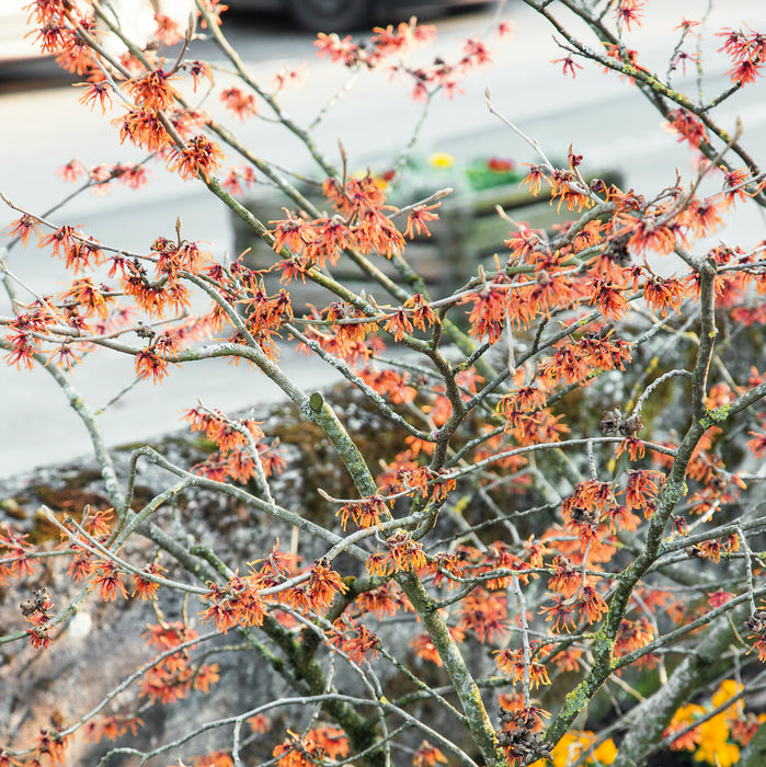 Hamemelis Diane (1 x 3 Litre)