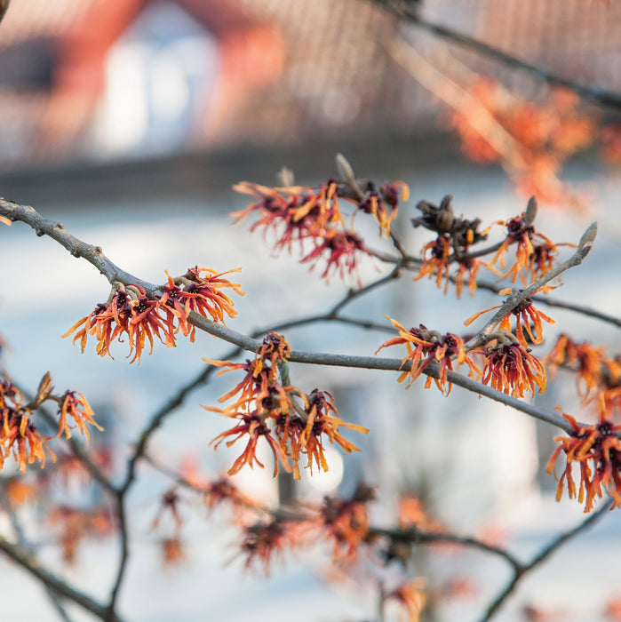 Hamemelis Diane (1 x 3 Litre)