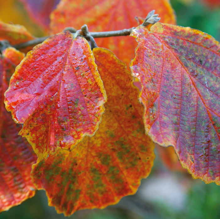 Hamemelis Diane (1 x 3 Litre)