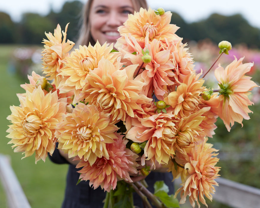 Giant Flowered Dahlias (5 x Bare Roots) Dispatches 25 March 2024