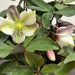 Hellebore ViV Valeria 4.5ltr - Plants2Gardens