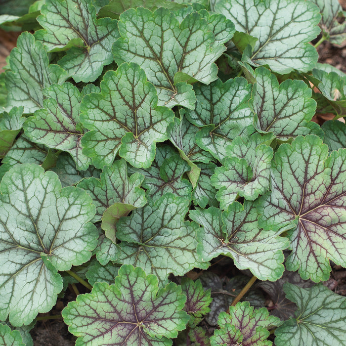 Heuchera Green Spice (2 Litre)