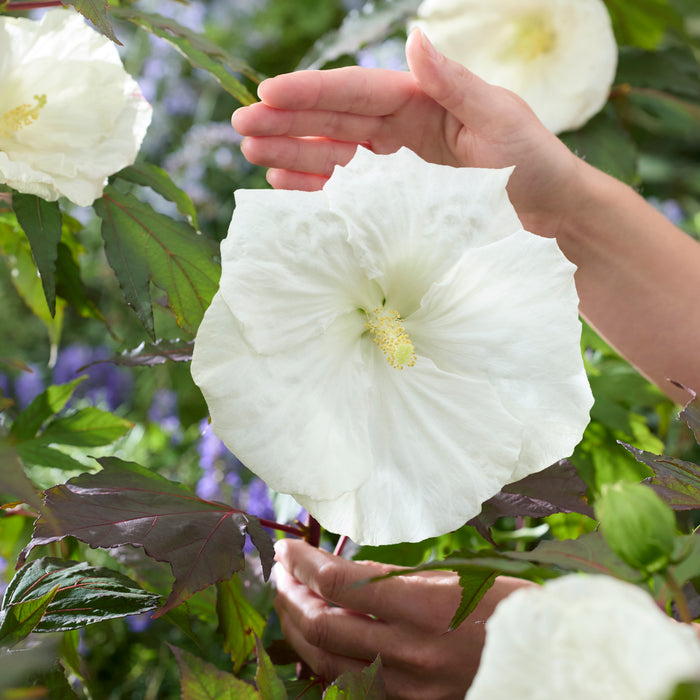 Hibiscus Carousel Ghost (3 Litre)