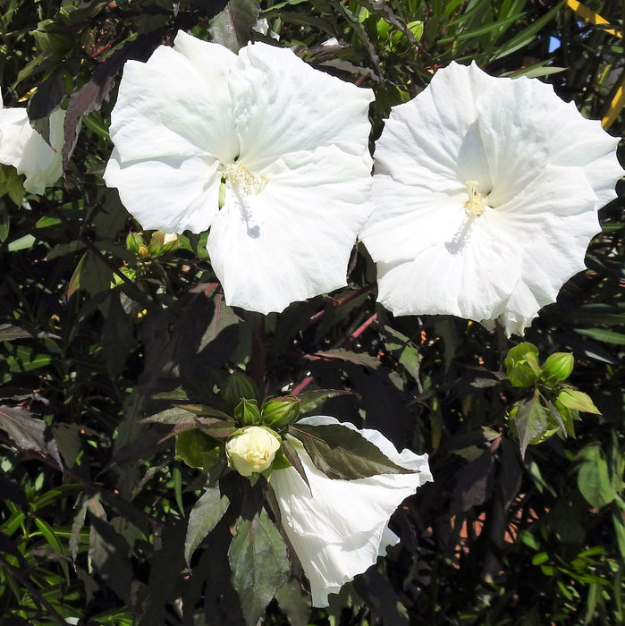 Hibiscus Carousel Ghost (3 Litre)