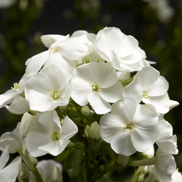 Phlox Sweet Summer Compact Collection (6 x 6cm) Dispatches 5 May 2025