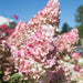Hydrangea paniculata Sundae Fraise (3 Litre) - Plants2Gardens