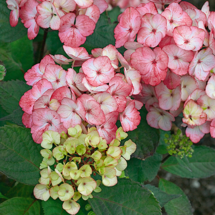 Hydrangea Preziosa (4.5 Litre)