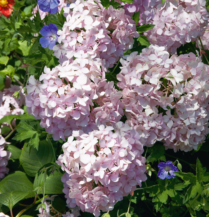 Hydrangea Preziosa (4.5 Litre)