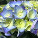 Hydrangea macrophylla Bela Blue - Plants2Gardens