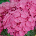 Hydrangea macrophylla Bela Pink - Plants2Gardens