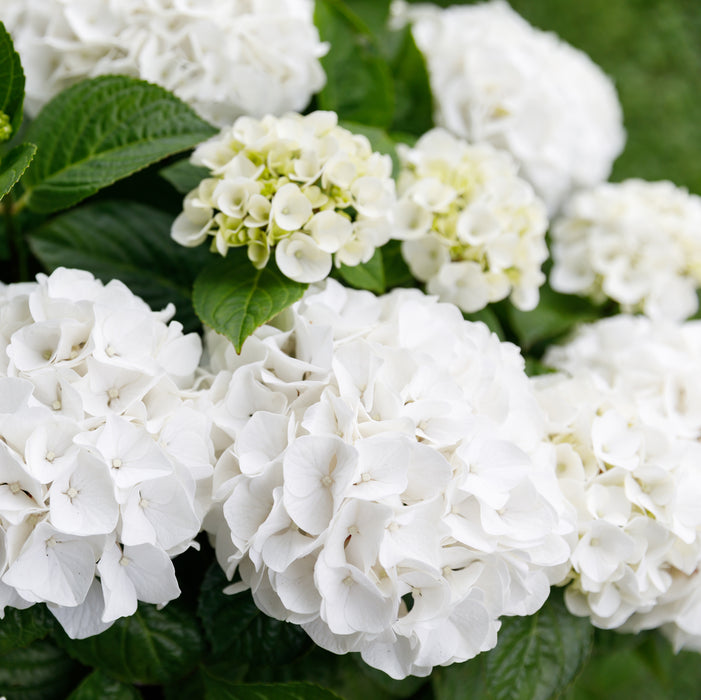 Hydrangea Forever & Ever White (1 x 2 Litre)