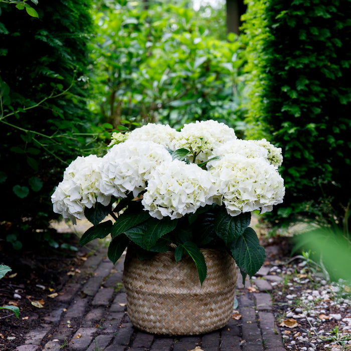 Hydrangea Forever & Ever White (1 x 2 Litre)