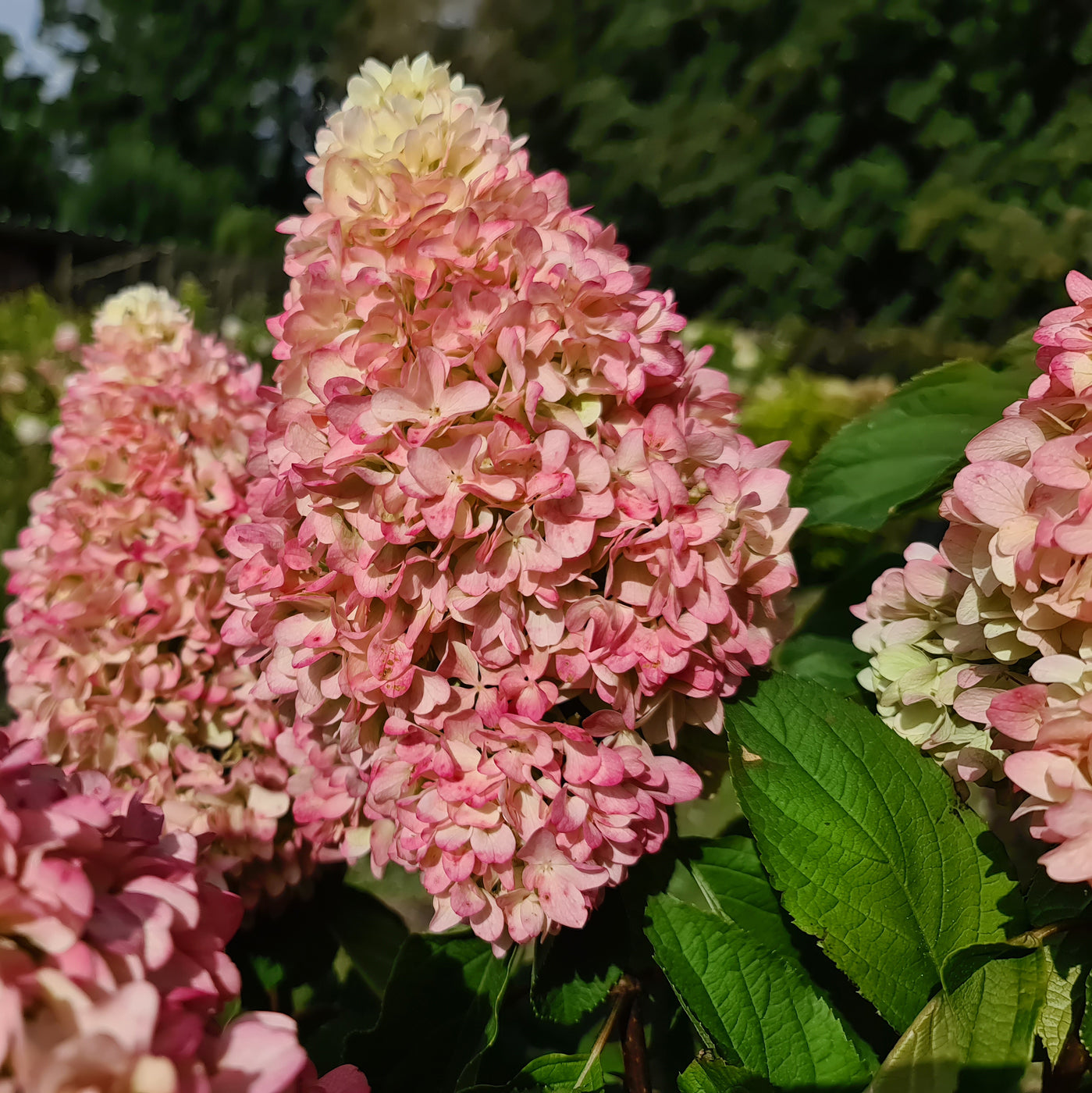 Buy Established Hydrangea Little Fresco Online For Only £31 ...