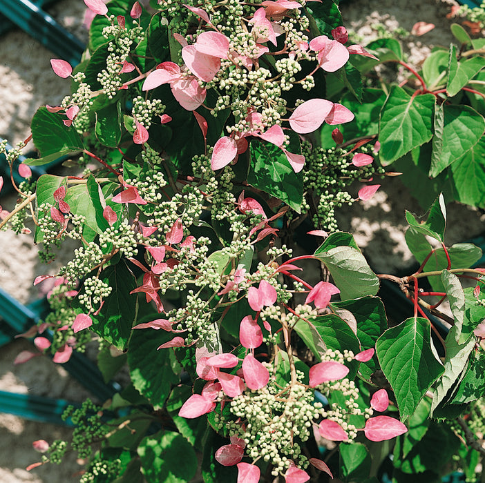 Hydrangea Schizophragma Roseum (1 x 2 Litre)