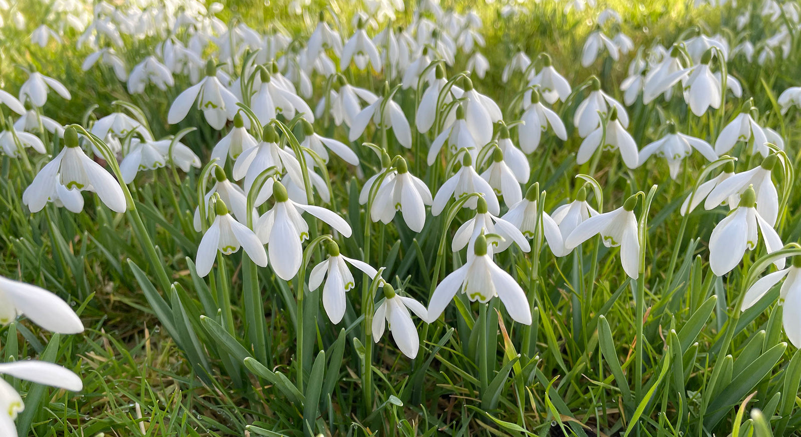 Buy Garden Plants Online Order Today! Plants2Gardens